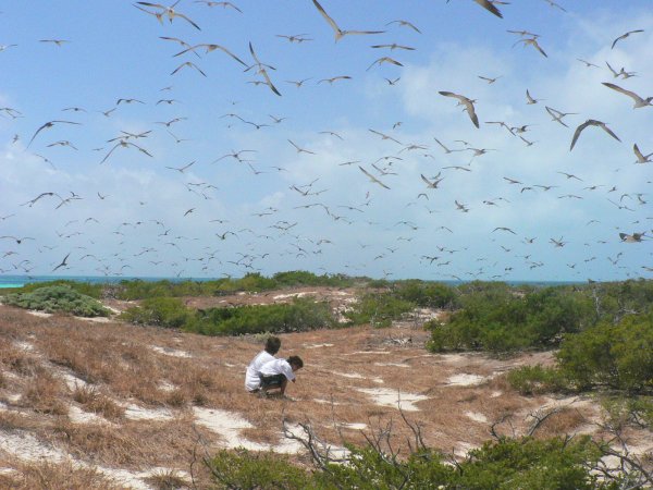 6- Impressionnante vision des oiseaux en mouvement perpetuel 
